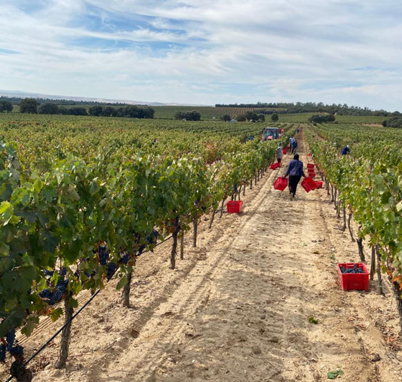 Vendimia Villalba de Duero, Burgos