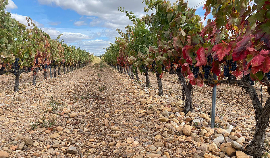 Viñedo Moradillo de Roa, Burgos