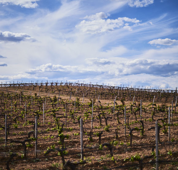 Viñedo Villalba de Duero, Burgos